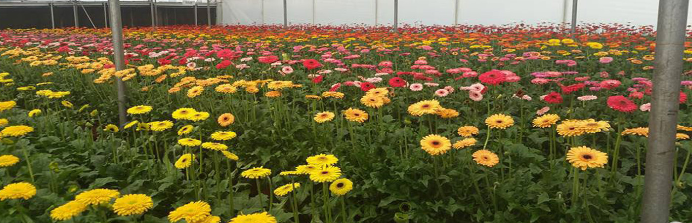 Department of Horticulture and Food Processing